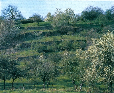 Aufgelassene Weinbergterassen mit alten Obstbäumen, Gebüsch und verfallenen Mauern im Flurstück "Im Salchenberg"