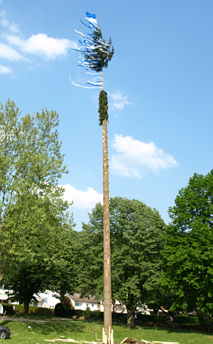 Der JGV stellt den Maibaum